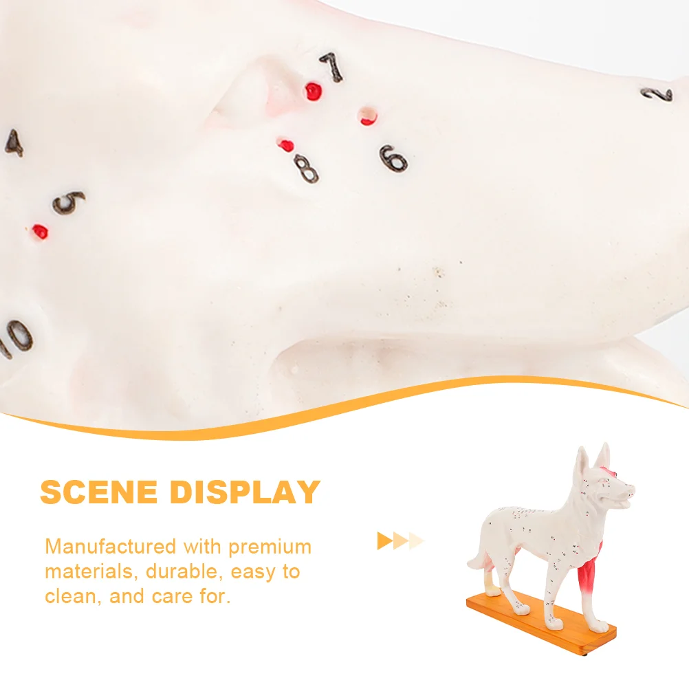 Dog Acupoint Model Anatomical Body Acupuncture Training Desktop Student Tools Teaching Canine School Office