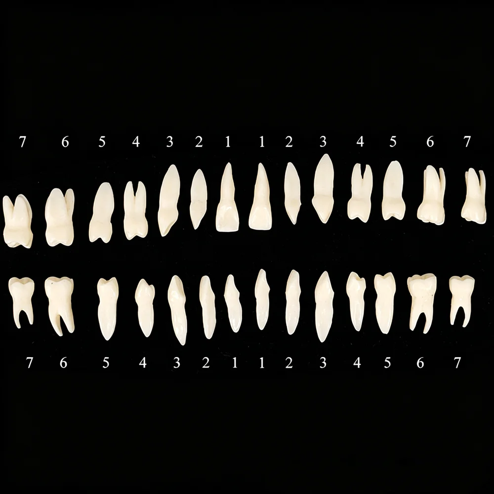 28pcs Dental Teeth Model Full Mouth 1:1 Resin Permanent Tooth Model With Root Upper Lower Teeth For Dentistry Study Teaching
