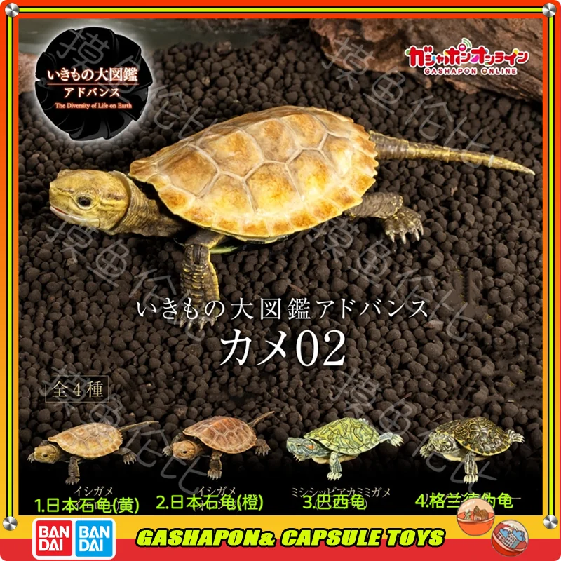 

Bandai Biological Encyclopedia Japanese Stone Turtle Brazilian Turtle Action Figures Model Gashapon Ball Official Genuine
