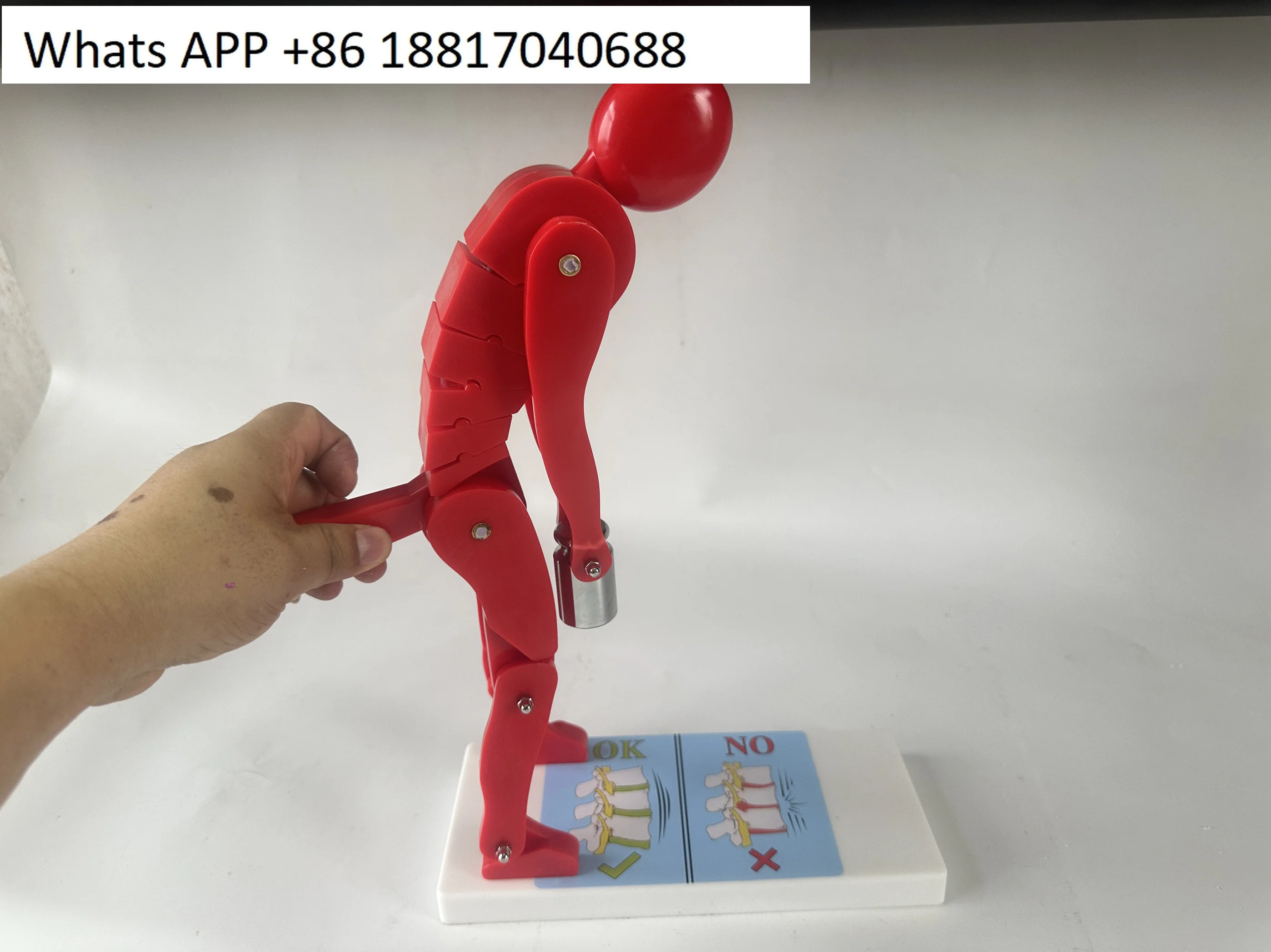 Human body bending, weightlifting, spinal stress demonstration model, fitness weight, correct posture demonstration,