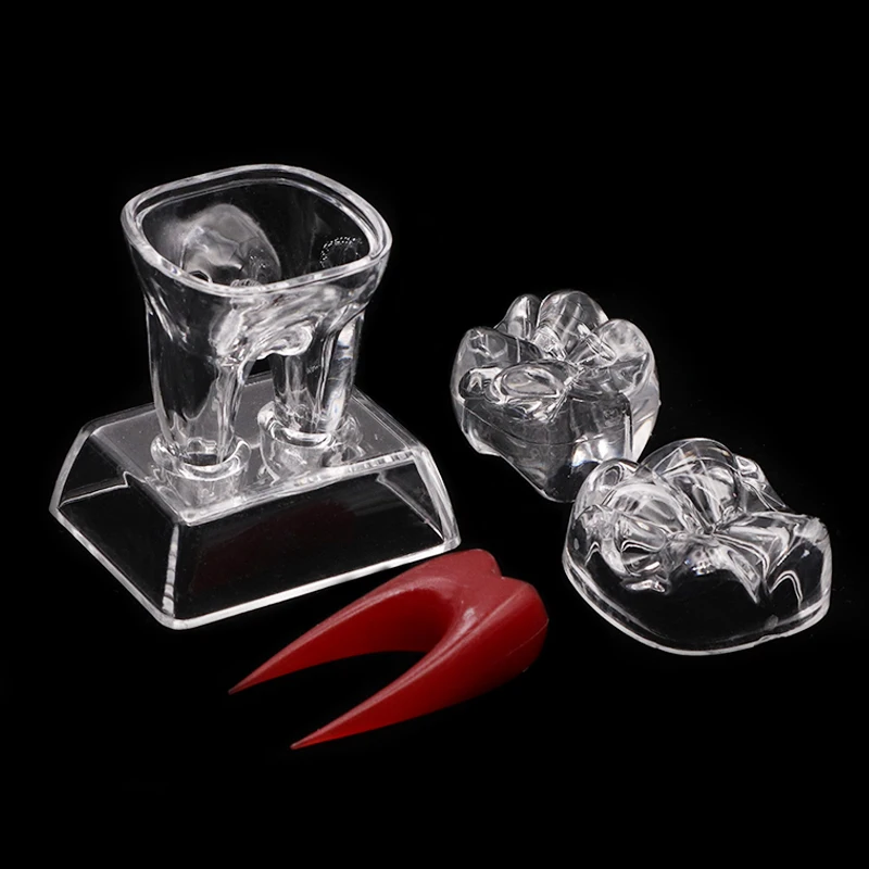 Dental Transparent Tooth Shape Model, Detachable Tooth Teaching Model, Multi Scene Detachable Tooth Model