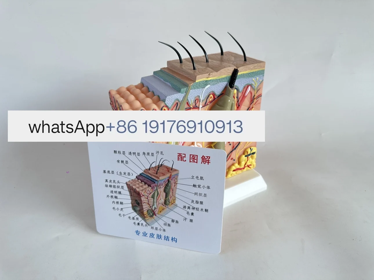 

50-кратная структура ткани человеческой кожи, увеличенная анатомическая модель, трехмерная модель кожи