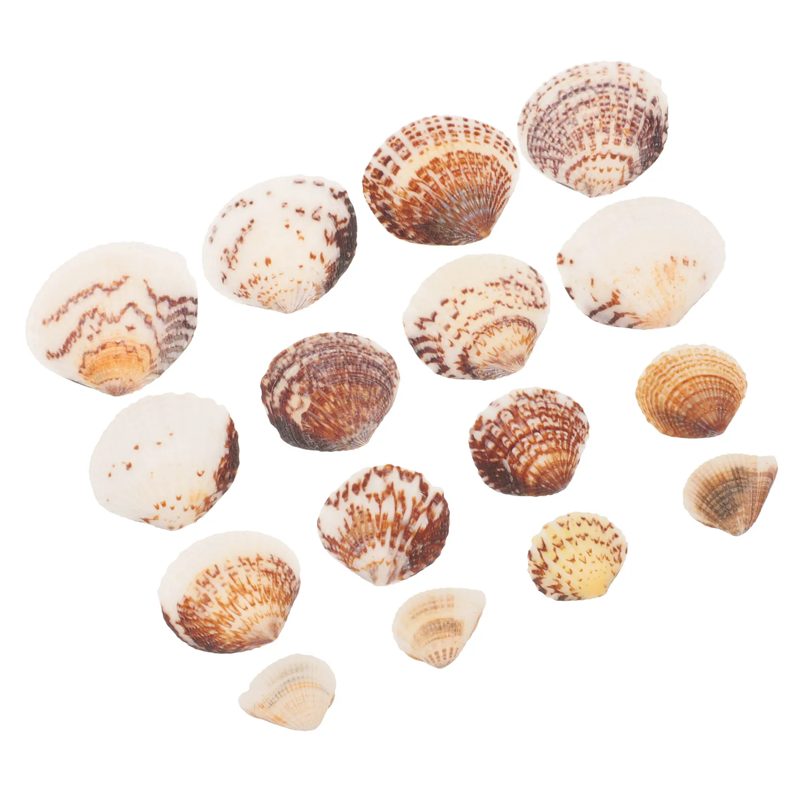 

200g Shell Decorations Natural Seashells Crafting Mini Sea Shells Diy Aquarium Fish Tank Scenery Handicraft Home Pet Supplies
