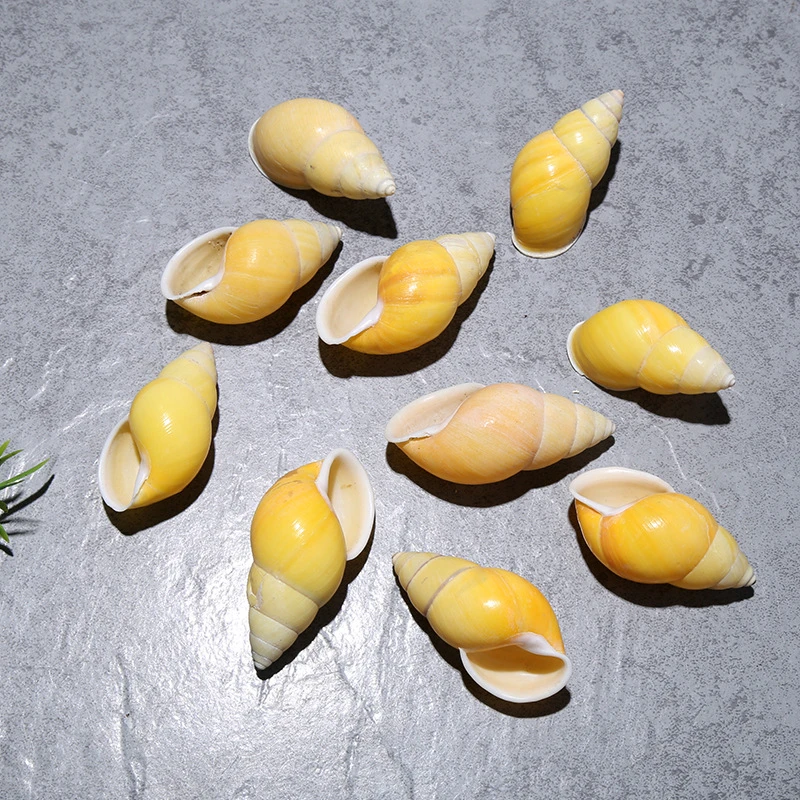 

3-7cm natural conch shell, yellow small yellow snail, left-handed snail, fish tank decoration, aquarium landscape specimen,2pcs