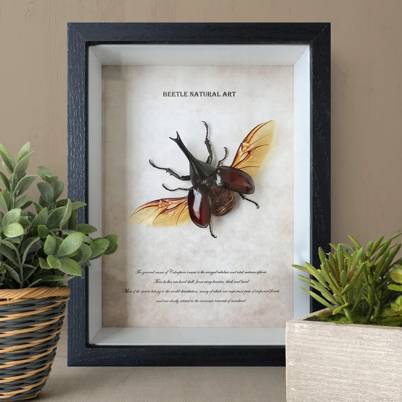 Insect Specimen Beetle Chafer Boutique Personality Decorative Paintings, Birthday Gift, Home Decoration, Wall Hanging Ideas