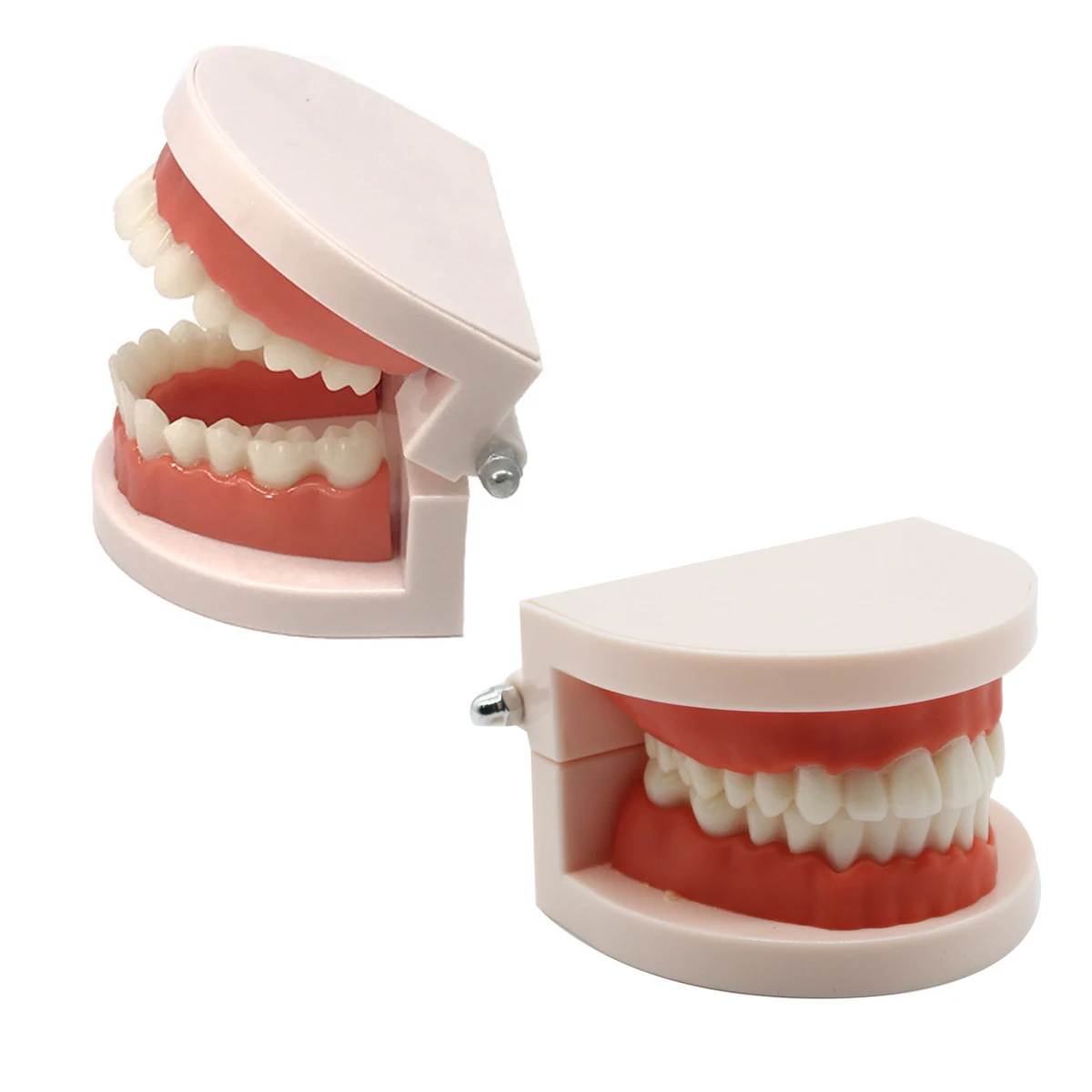 Dental Teeth Model student Model for Teaching Material 28 Teeth