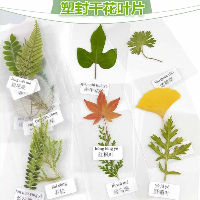 Real Natural Plant Green Leaf Specimen Over Plastic Dried Flowers Embossed Green Leaf Labels Dried Flower Leaves Teaching Aids