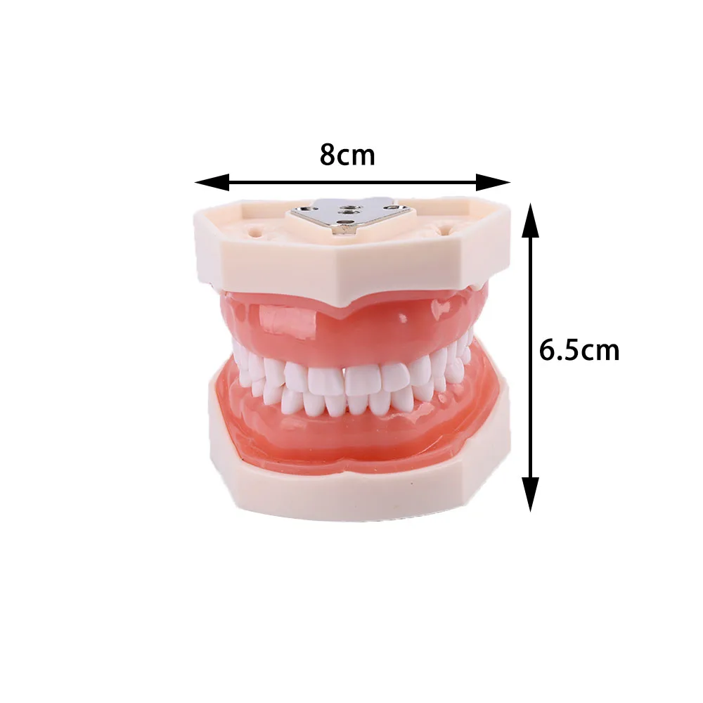 Modelo de enseñanza de dientes con diente extraíble de 32 Uds. Modelo de dientes de resina de goma suave para herramienta de estudio de práctica de dentista