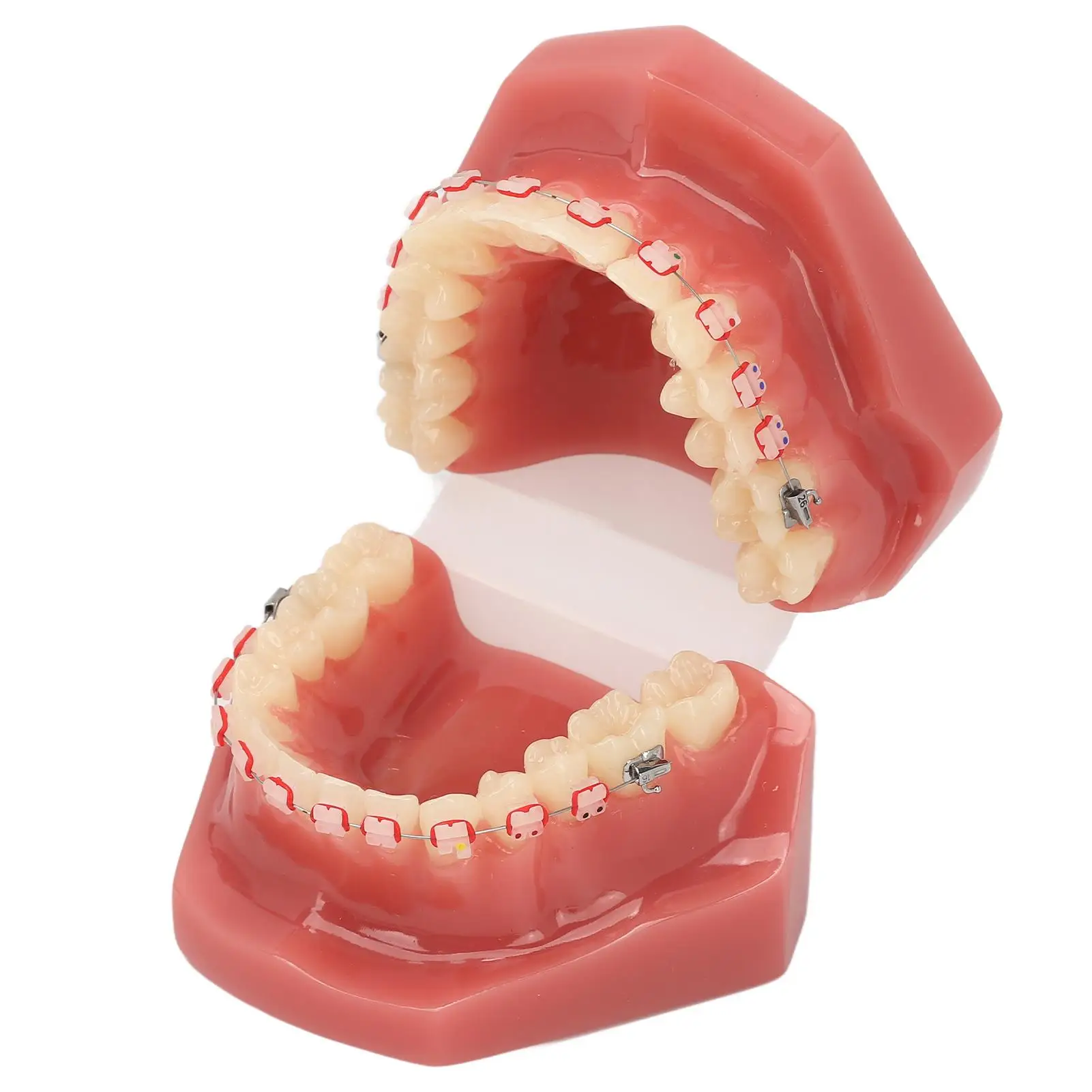 Portable Orthodontic Demonstration Model - Simulated Dental Model with Metal Wire & Resin Ceramic for Dentists and Hospitals