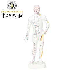 1pc 10'' Human Body Acupuncture Model Soft PVC White Color Male Body Beginners Acupuncture Pressure Point and Meridians