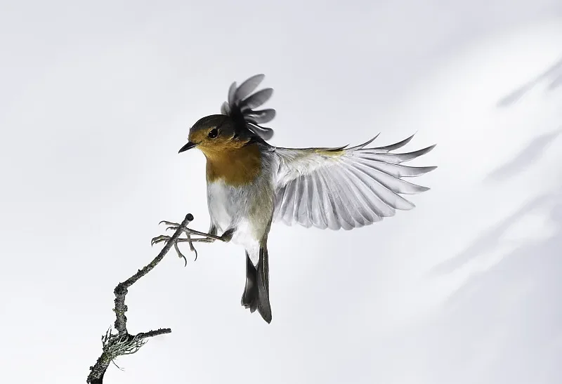 

JX Servo CLS-HV2721MG 22KG Mini Digital Servo - For RC Fixed-wing, FPV Drone, Helicopter & Car Models