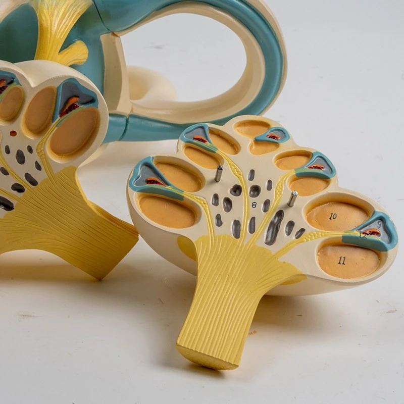 Zoom in Human Ear Semicircular Canal, Cochlear Semicircular Canal Anatomical Model, Inner Ear Model, Inner Ear Lost Model