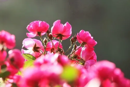 

Детали для тюнинга из алюминиевого сплава для радиоуправляемых моделей Remo Hobby Smax 1/16: 1631, 1635, 1651, 1655 – поворотные рычаги, рулевая группа, крепление оси, C-образные опоры.