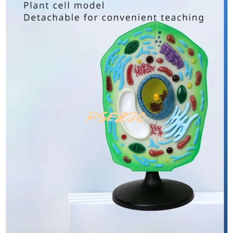 Medical Science and Education Plant Cell Model Biological Teaching Scaled Up Anatomy    Experimental Supplies