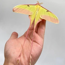 Real insect specimen Actias dubernardi Oberthur Collection hobby DIY crafts home decoration