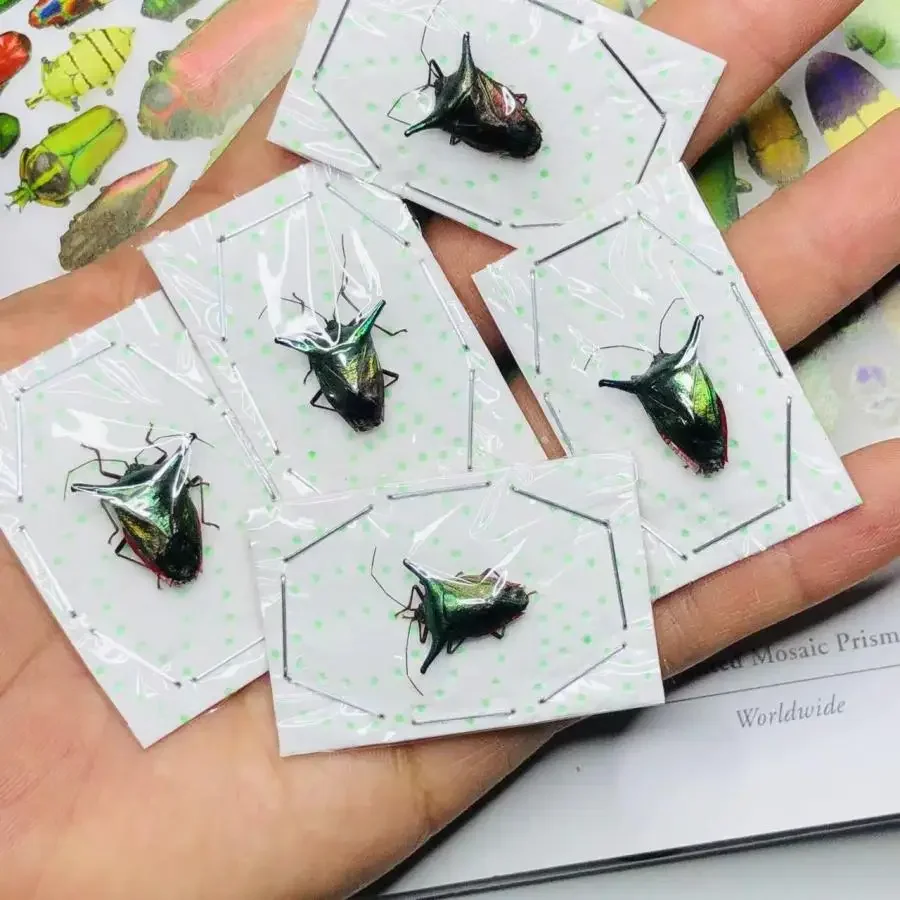

DIY панк материал насекомых домашний декор скульптура украшение сада Hemiptera Sp10 Finae настоящий образец насекомых коллекция жуков