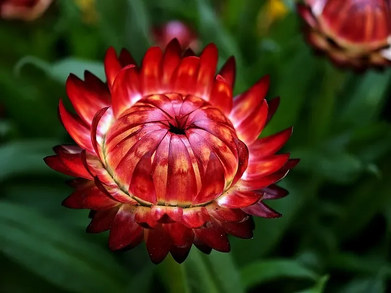 Flywoo Goku F722 Pr…