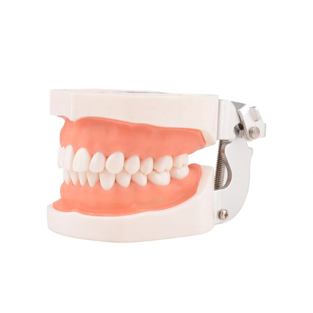 Resin Teeth Model for Dental Education Detachable Dental Implant Teaching Model