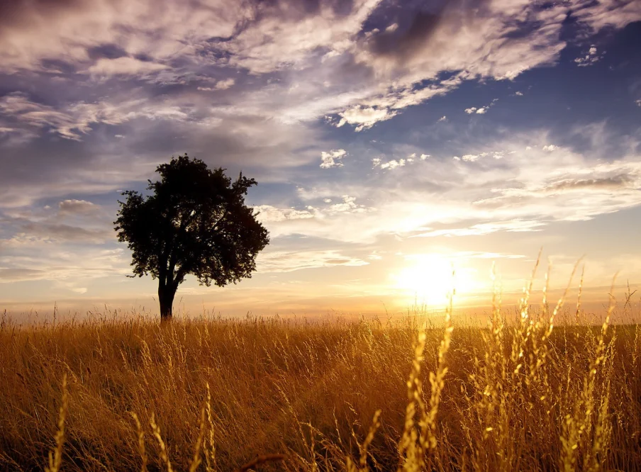 OverShoot WP-0241MG 7.4V 40KG デジタルサーボ、コアレスモーター メタルギア RC飛行機/ドリフトカー/ロボット用、高速高トルク