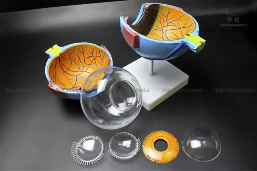 Eyeball internal structure Cornea iris lens vitreous Eyeball model Professional Human Eye Anatomy Model ENT Ophthalmology