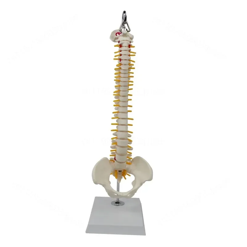 modelo-de-ensenanza-de-esqueleto-simulado-pelvico-con-columna-vertebral-media-para-practica-de-deshuesado-anatomia-cervical-y-lumbar-y-ayuda-para-estudiantes-de-medicina