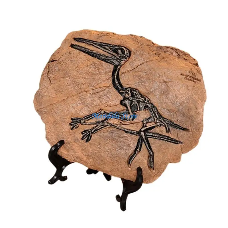 

U2JC Realistic Dinosaur Fossils Ornament for Office Tabletop or Classroom Decoration