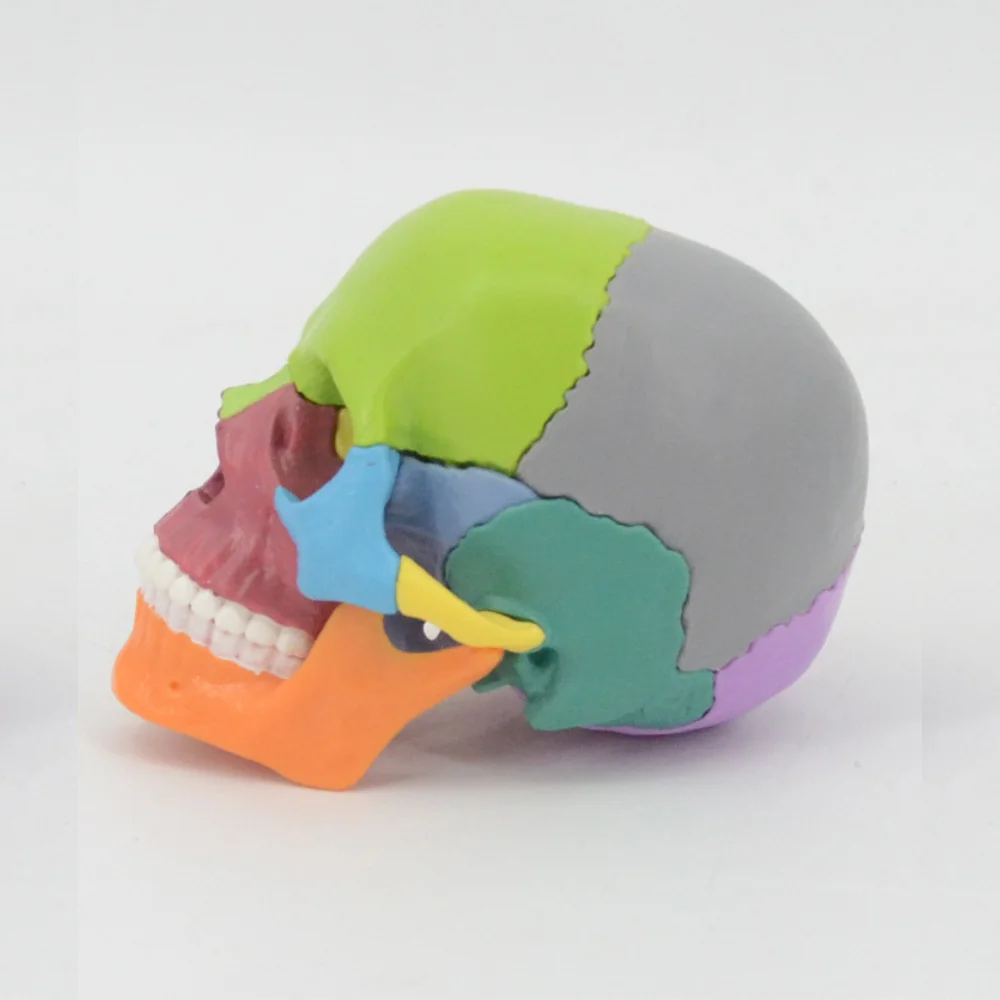 1/2 Life Size Skull Model Medical Science Detachable Color Head Skull Anatomy Teaching AIDS Oral Simulation Medico Supplies Educ