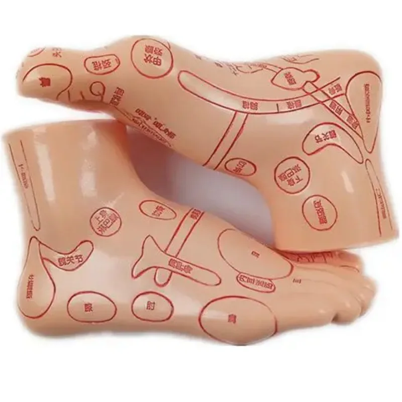 Massage Hand- und Fußreflexzonenmodell Fußmassage Akupunkturpunkt Meridian Punktkarte Hand- und Fußohrmodell