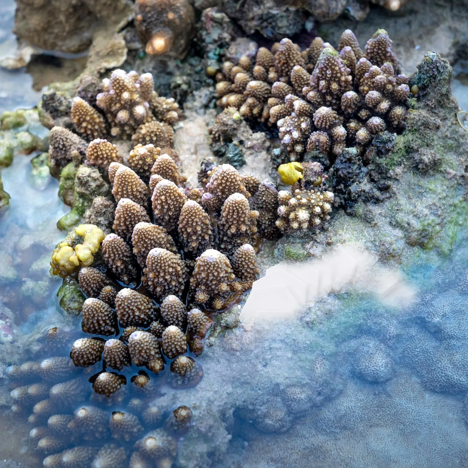 

10Pcs Aquarium Coral Bases Ceramic Stable Lightweight Coral Stand Fish Tank Supplies Breeding Rack Fish Tank Supplies