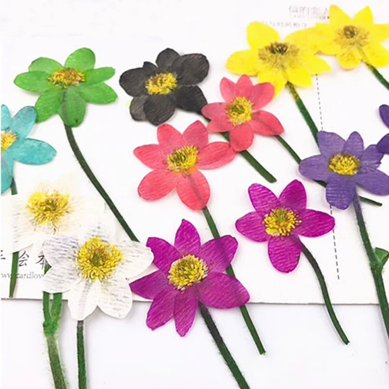 Dried Pressed Flowers for 3D Art Painting, Unique Teaching Specimens, Multi Color, 80 Pcs