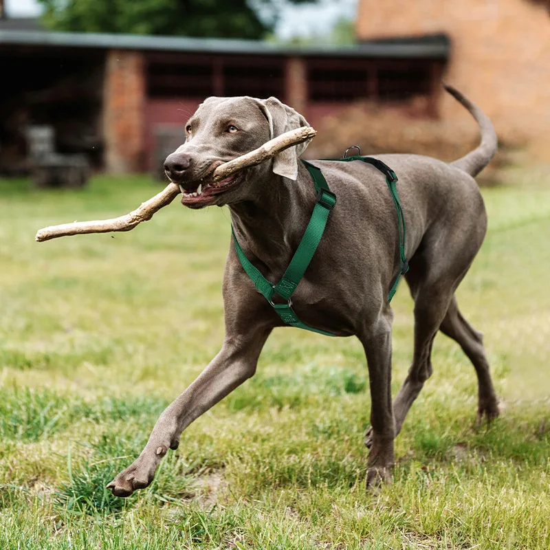 حزام حيوانات أليفة من النايلون قابل للتخصيص في 11 لونًا بتصميم عاكس على شكل حرف H مع عدم وجود ميزة سحب للكلاب الصغيرة والمتوسطة والكبيرة