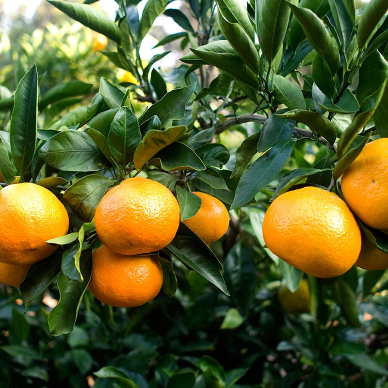 حلو وحامض، جيجو اليوسفي المنعش 4.5 كجم L-2L