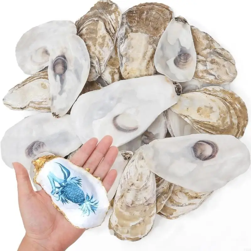 Concave Oysters Shell for Crafts Natural Oysters Shell Bulk for Vases Fillers 