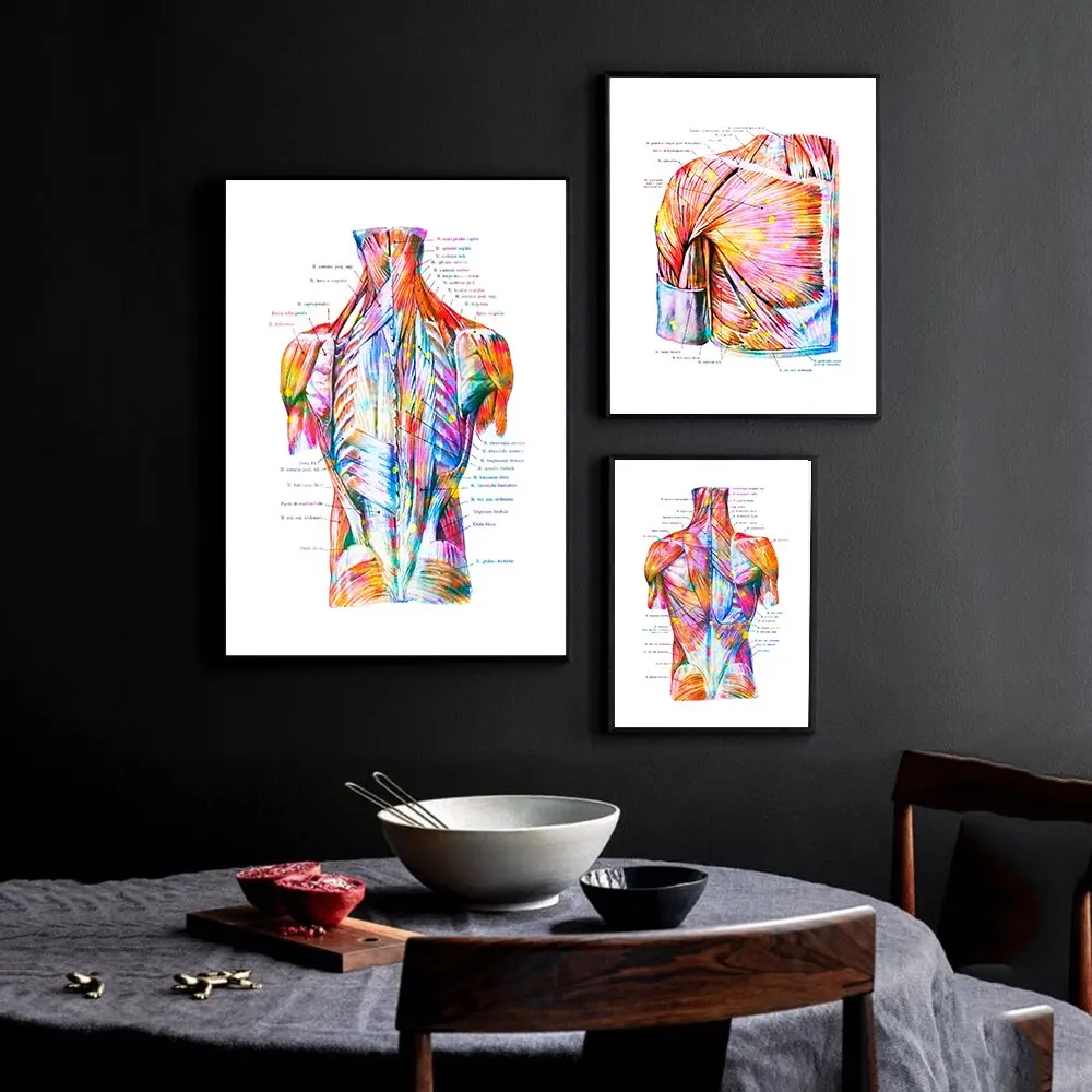 Torso Muscles Anatomy Poster  Watercolor Print Medical Art  Back Structure Anatomy Canvas Painting  Scientific Wall Decor  Home