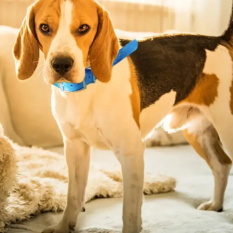 NEW Night Reflective Collar Belt For Garmin Astro 220 320 DC50/ T5/ TT15 GPS Dog Collar Emitter Antenna Belt