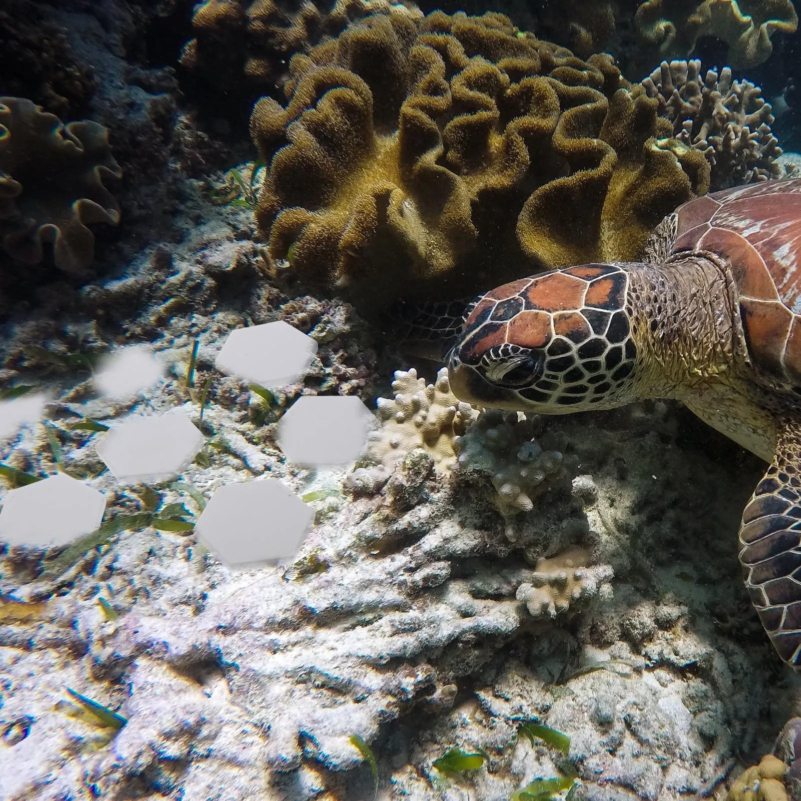 

10Pcs Ceramic Aquarium Coral Bases Stable Lightweight Coral Stand Fish Tank Breeding Supplies Fish Tank Supplies