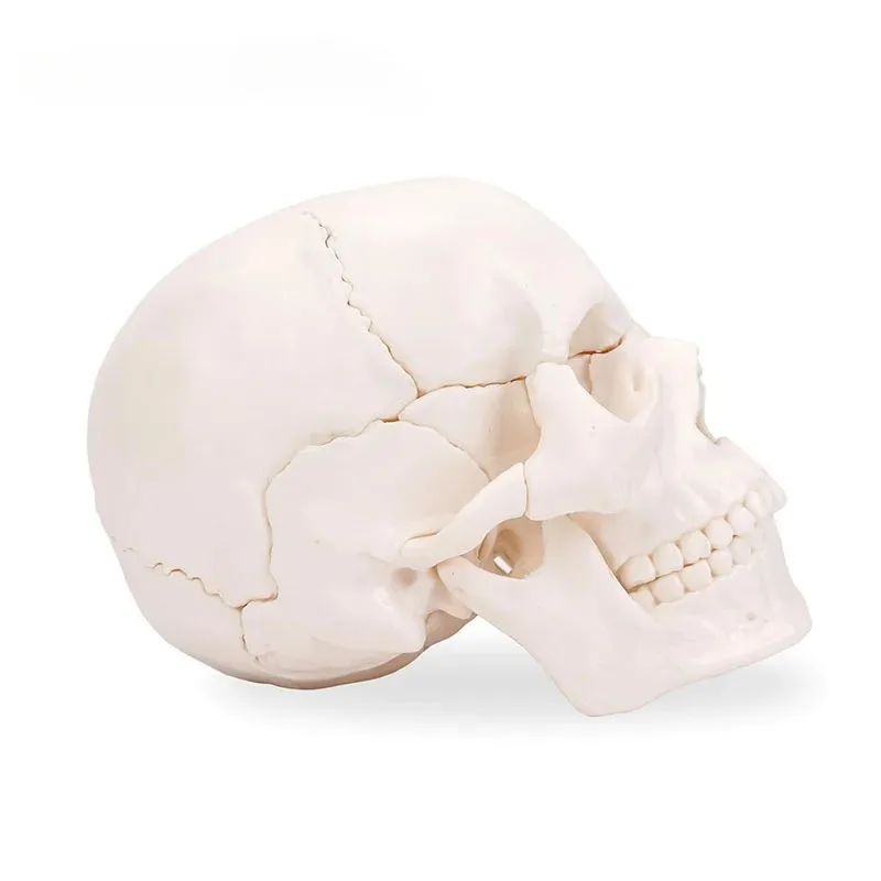 Anatomy 15 Parts 4D Disassembled White Mini Skull Anatomical  Model Human Detachable Skull Puzzle Medical Teaching Tool