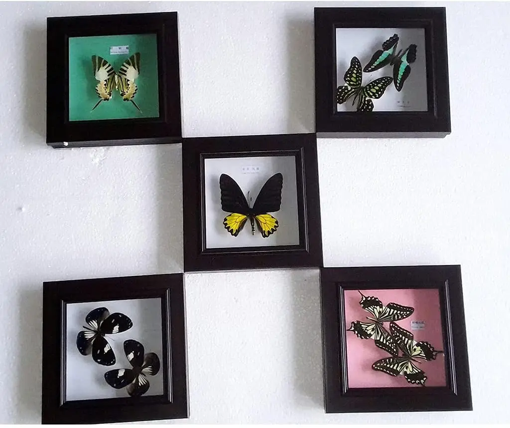 24 Styles Real Butterfly Specimen Photo Frame Stereo Specimen Desk Ornament Living Room Decoration Children's Gift Square