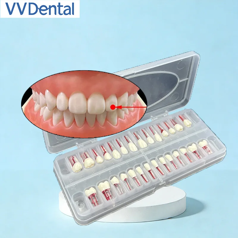 

Dental Root Canal Practice Teeth Full Set 28Pcs Endodontic Training Model Endodontic Practice Teeth for Student Training