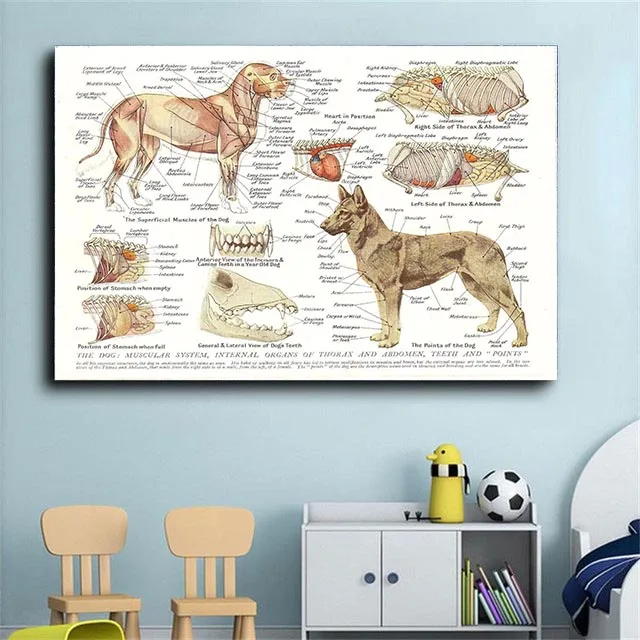 Dog Muscles and Organs (anatomical Pathology of Animals) Printing Canvas Painting Poster Laboratory Home Wall Decoration Picture