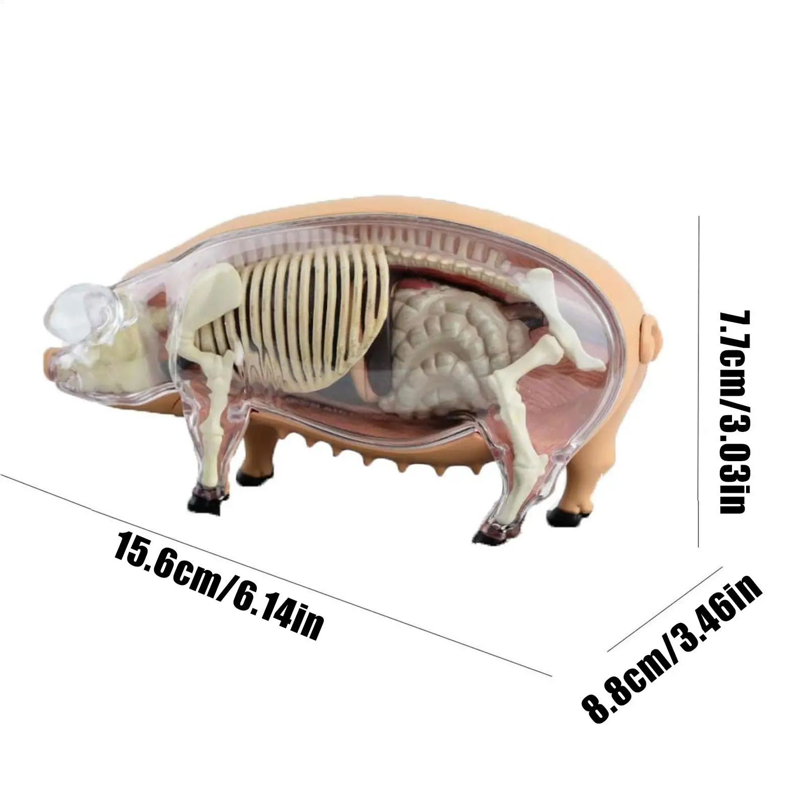 Modelo de anatomia do suíno destacável-idiílio de ensino de biologia veterinária brinquedo de demonstração científica destacável para clínicas de animais de estimação em sala de aula