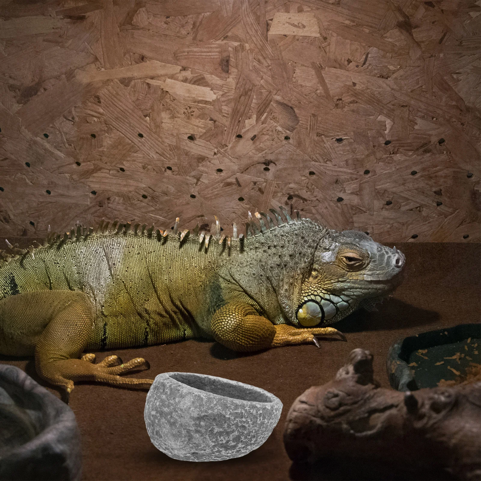 

Reptile Feeding Bowl Resin Anti-Escape Food Water Dish For Lizard Gecko Bearded Dragon Hedgehog Bird Terrarium Pet Accessories