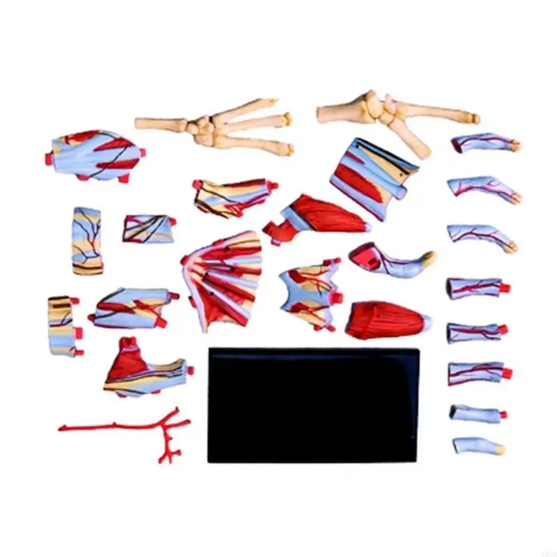 Hand Skeleton Model with Blood Vessels 28Parts Easy Mounting Hand Model 