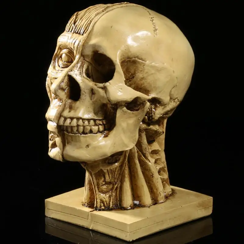 

1:1 Human Skull Muscle Head Resin Model Skeleton Teaching Yellow