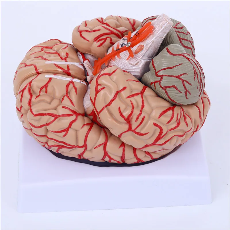 

Neurology Human Brain Anatomy Model Cerebral Artery Model Removable with Digital Brain Enlargement Model