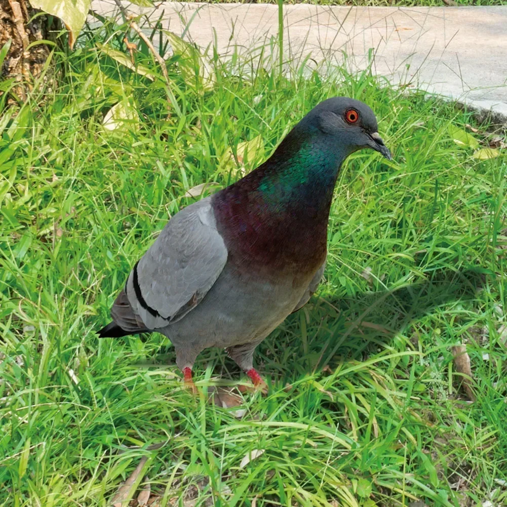 2D Acrylic Garden Pigeon Statue Wild Pigeon Sculpture For Garden Yard Decoration Farm Card Simulation Pigeon Model Figurine Bird