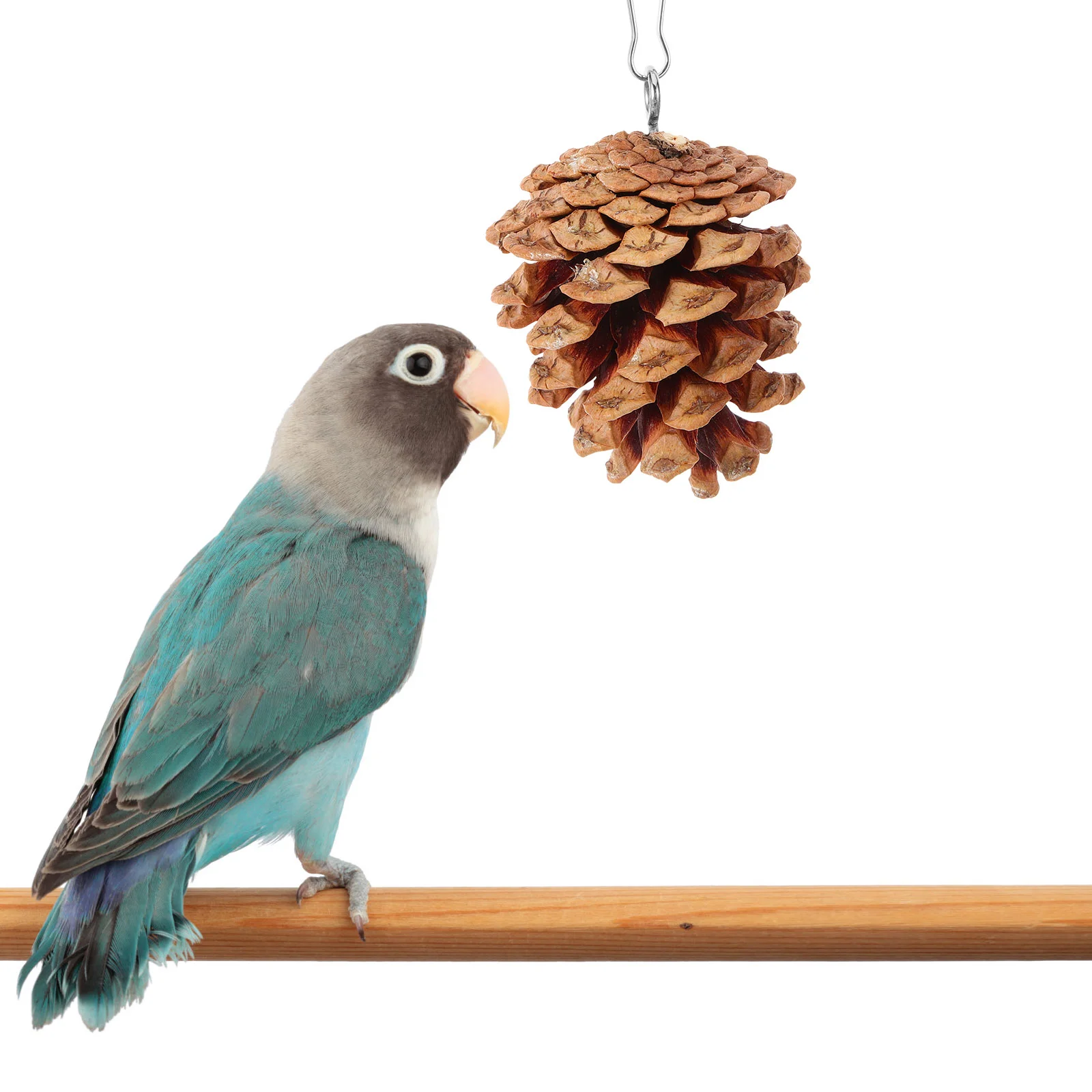 10 Pcs Parrot Chewing Toy Lovely Bird Pine Cones Wear-resistant Foraging Large Cage