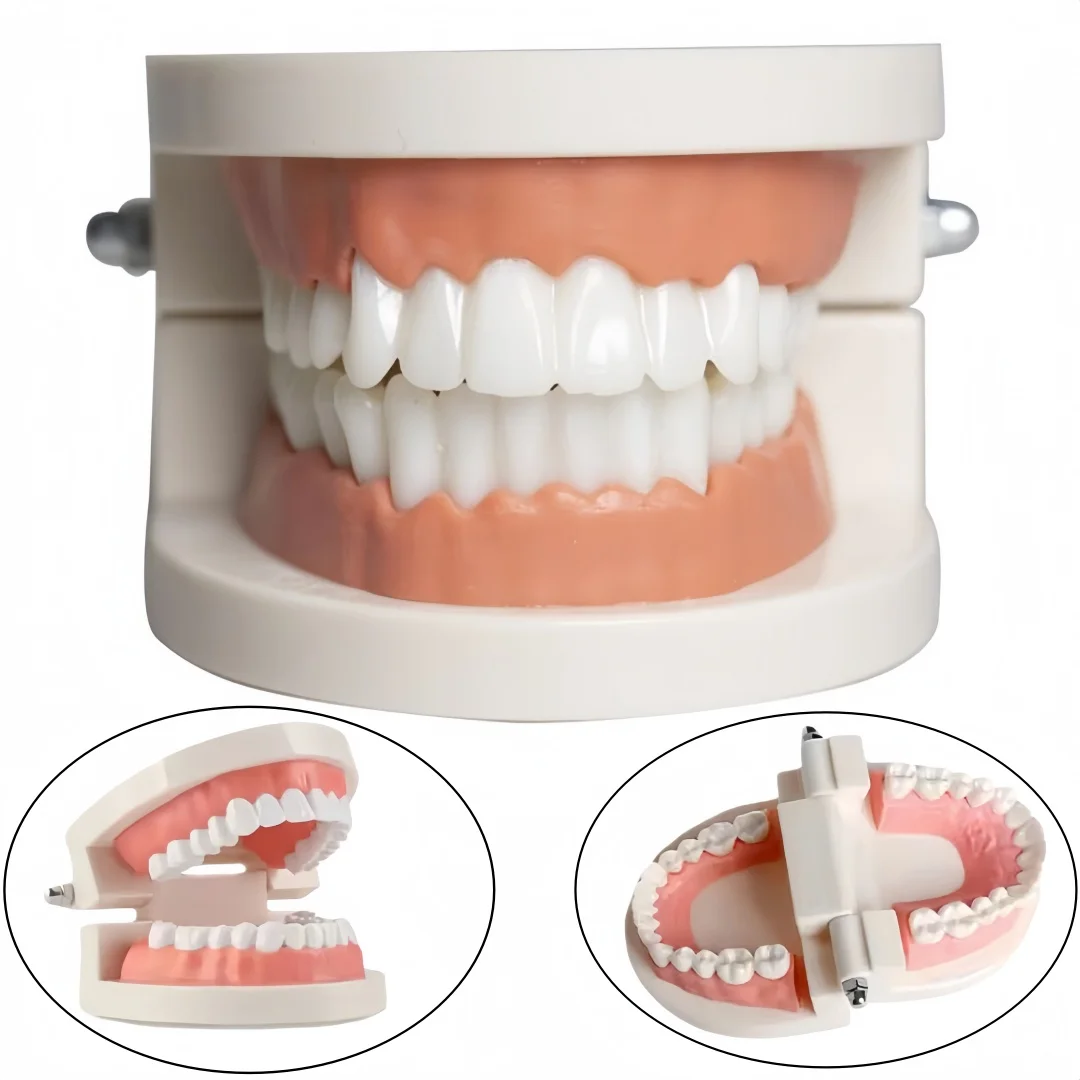 

1PC Department Orthodontic Standard Denture Model with Colored Braces Teeth Model Display Dental Teaching Model Tools Equipment