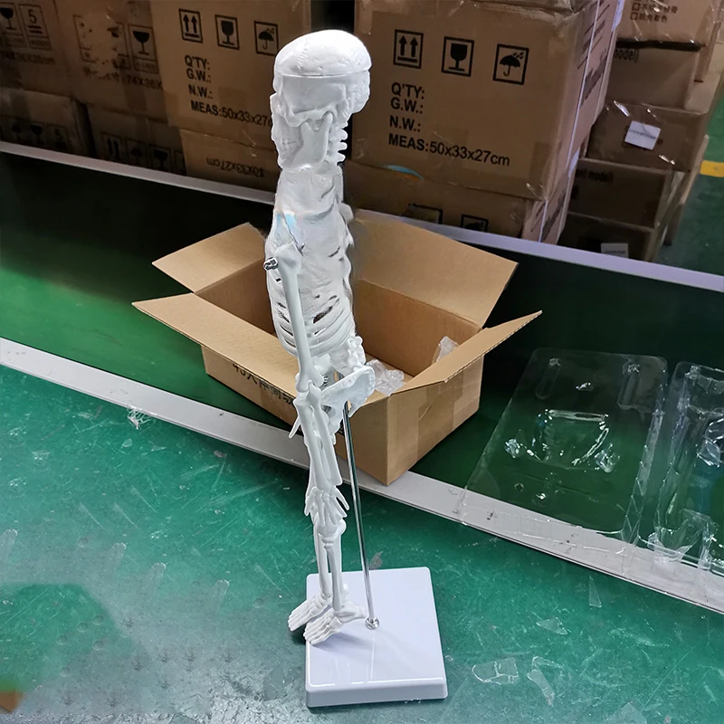 HC-S201 Life-Size Human skeleton model 180cm for teaching in anatomical