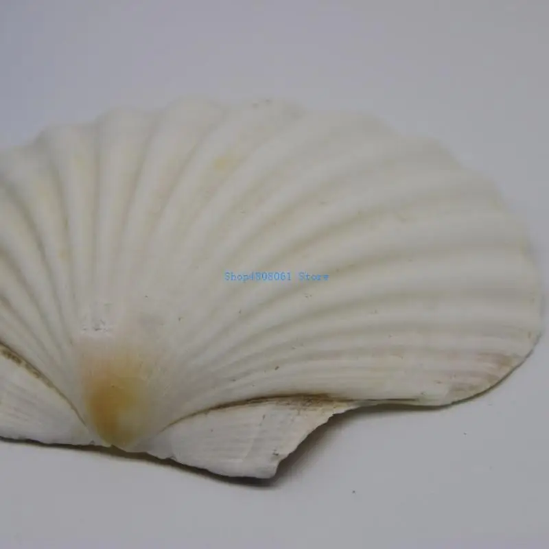 Vỏ sò biển trắng tự nhiên T3LC cho các dự án vẽ tranh thủ công và trang trí nghệ thuật tại nhà và đồ dùng cho các bữa tiệc theo